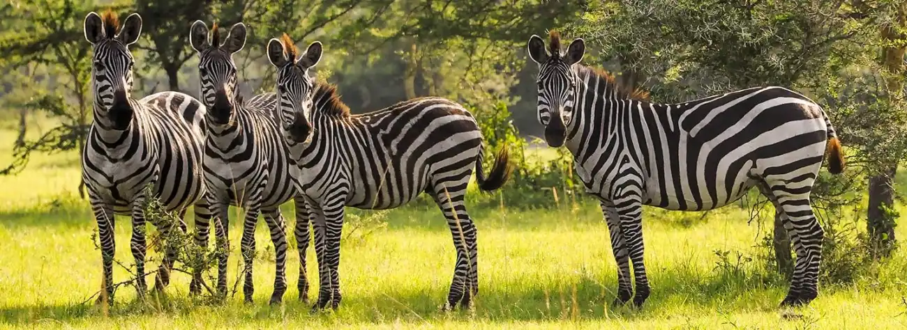 Lake Mburo National Park